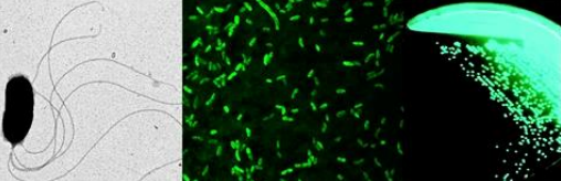 Бактерии Aliivibrio fischeri, используемые компанией Glowee, в разработкахпо созданию альтернативного источника освещения
