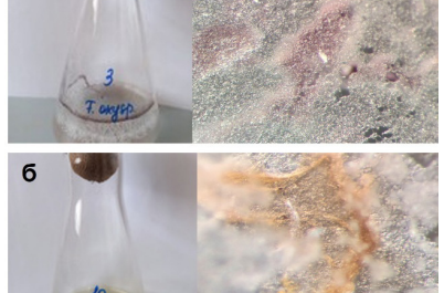 Рост мицелия в культуральной среде и на поверхности образцов ПЭТ: Fusarium oxysporum (а) и Lecanicillum aphanocladii (б).