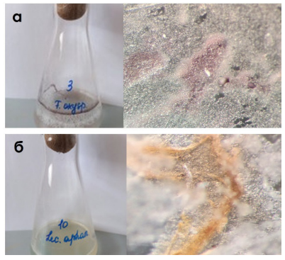 Рост мицелия в культуральной среде и на поверхности образцов ПЭТ: Fusarium oxysporum (а)и Lecanicillum aphanocladii (б).