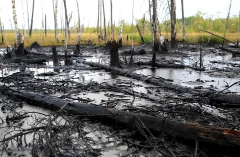 Перспективный природный штамм для рекультивации нефтезагрязнённых почв